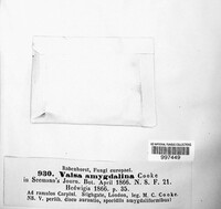 Wuestneia chrysostroma image